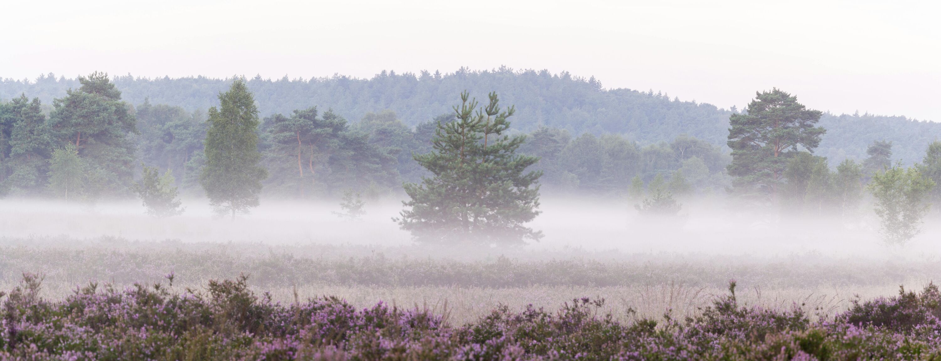 MaasMauve Heidedagen - Dauwwandeling op de Mechelse Heide